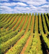 市葡萄种植面积达10万亩、葡萄酒庄达13座的雄伟